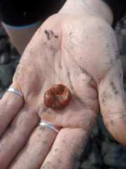 Styelidae