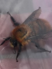Bombus rubicundus