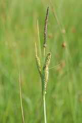 Carex nigra