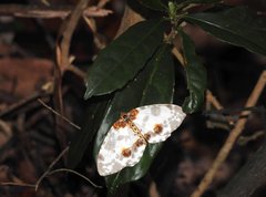 Abraxas amicula-illuminata