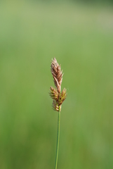 Carex disticha