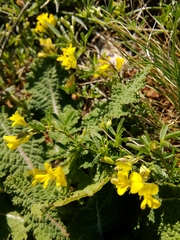 Medicago prostrata