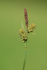 Carex tomentosa