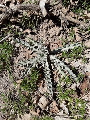 Cirsium neomexicanum utahense