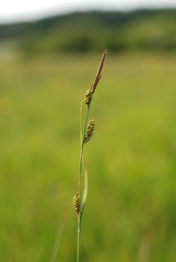 Carex hostiana