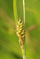 Carex hostiana