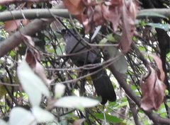 Pterorhinus chinensis monachus