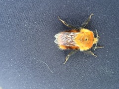 Bombus rubicundus