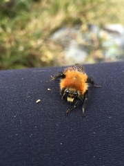 Bombus rubicundus