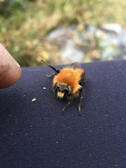 Bombus rubicundus