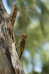 Melanerpes striatus