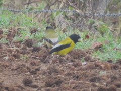 Coccothraustes abeillei