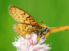 Boloria eunomia