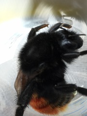Bombus coccineus