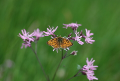 Boloria eunomia