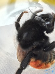 Bombus coccineus