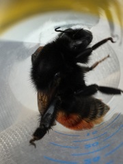 Bombus coccineus
