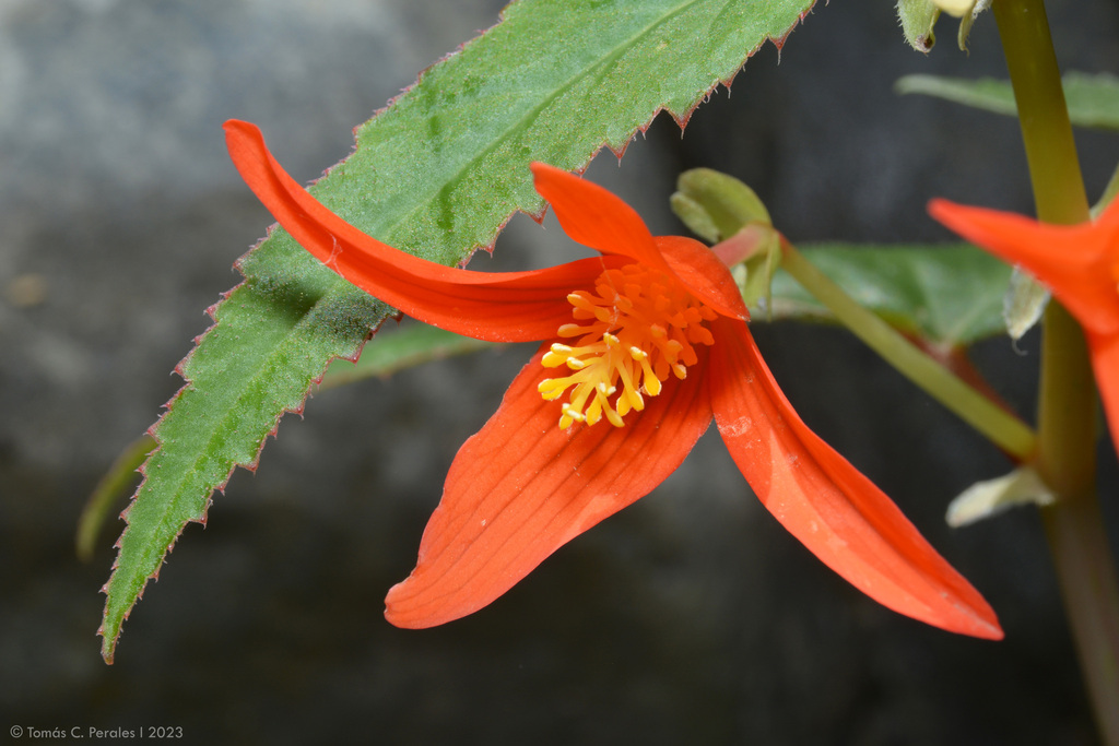 Bégonia de Bolivie (Begonia boliviensis)