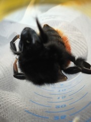 Bombus coccineus
