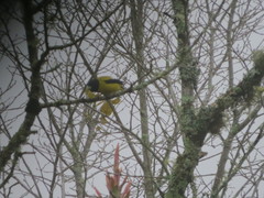 Coccothraustes abeillei