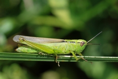 Mecostethus parapleurus