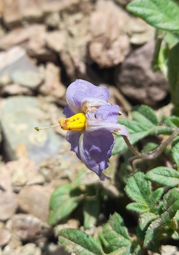Solanum neorossii