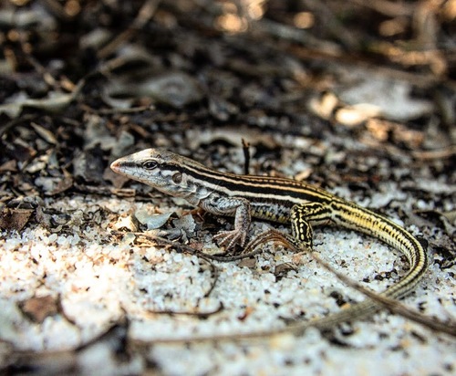 Glaucomastix littoralis