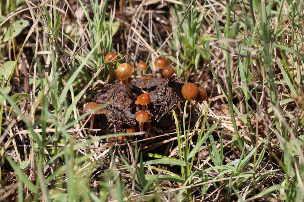 Deconica coprophila · February 2024 · photo: © andreaargentinat (iNaturalist, cc-by)
