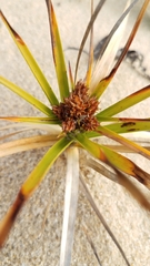 Cyperus pedunculatus