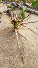 Cyperus pedunculatus