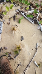 Cyperus pedunculatus