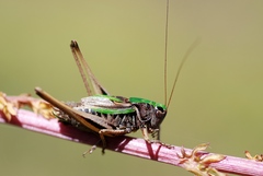 Metrioptera brachyptera