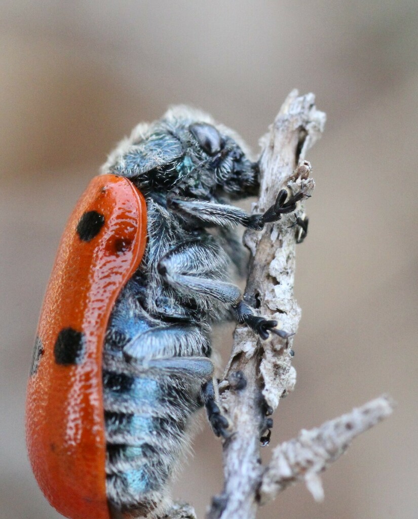 Lachnaia cylindrica