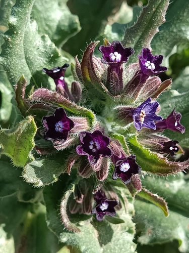Representative image of Anchusa undulata