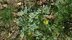 Cymopterus longipes