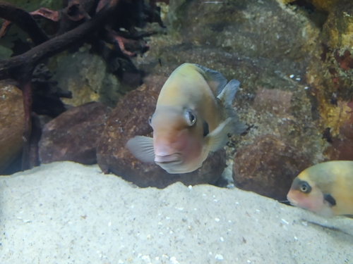 Damba (Paretroplus damii) — Cichlidae — 3