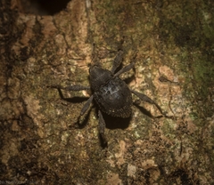 Onidistus araneus