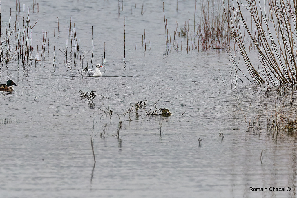 Black-headed Gull from 27700 Bouafles, France on December 18, 2023 at ...