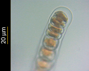 Stylonema observed 2024-01-31