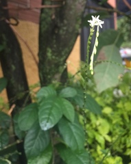 Petiveria alliacea