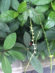 Petiveria alliacea