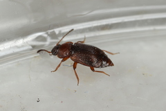 Anthobium atrocephalum