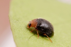 Scymnus rubromaculatus