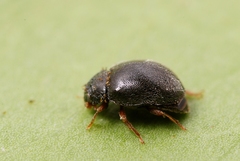 Scymnus rubromaculatus