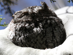 Megascops trichopsis