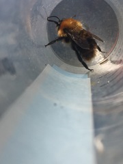 Bombus rubicundus