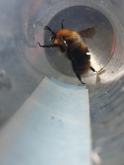 Bombus rubicundus