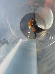 Bombus rubicundus