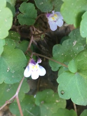 Cymbalaria muralis