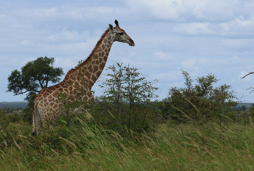 Southern Giraffe
